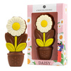 Ciocolata in forma de margareta Daisy White