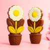 Ciocolata in forma de margareta Daisy White